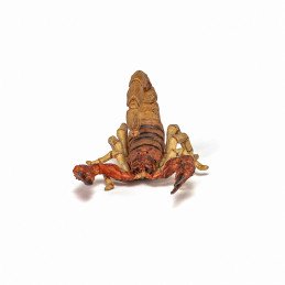 PAPO FIGURINA SCORPION | MARKETPLACE SHOPPING CENTER
