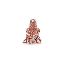 PAPO FIGURINA NAUTILUS | MARKETPLACE SHOPPING CENTER